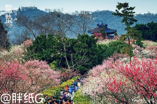 苜蓿园站梅花香